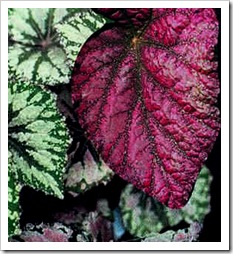 BegoniaRexMixed