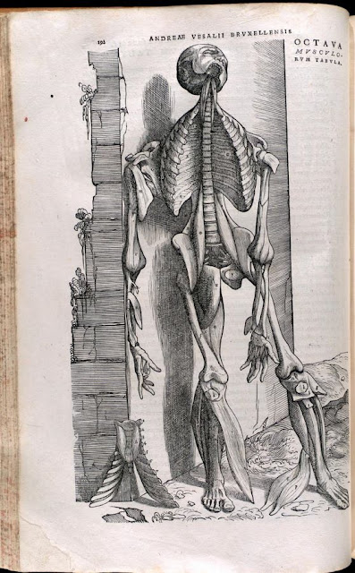 anatomie