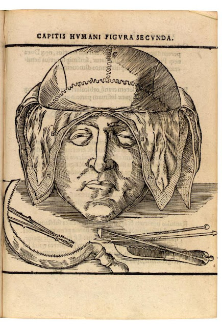 anatomie