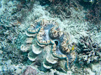  underwater