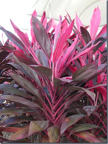 2008.12.12 plant