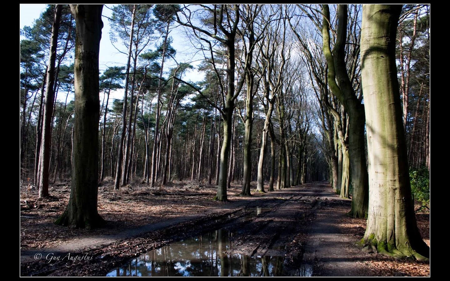 argazkia Westmalle boswandeling 9.5km