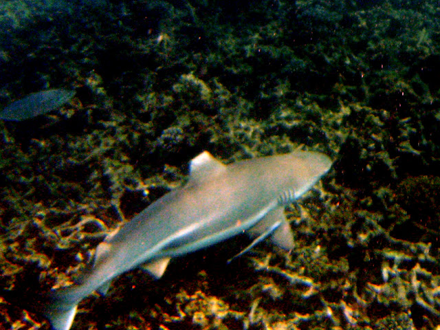 Какое лучшее место на Ко Тао?