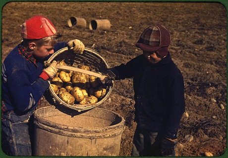 Children gathering potatoes on a large farm. Vicinity of Caribou, Aroostook County, Maine, October 1940. Reproduction from color slide. Photo by Jack Delano. Prints and Photographs Division, Library of Congress