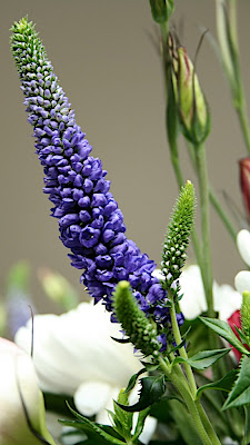 fleurs