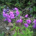 Fall or Garden Phlox