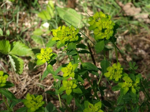 PLANCHES ANNOTEES ET ILLUSTREES DES PLANTES TOXIQUES. Med-euphorbe-visoflora-22737