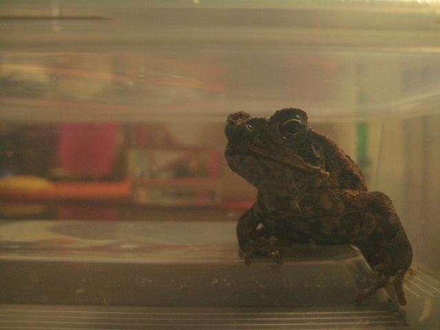 [800toad[3].jpg]