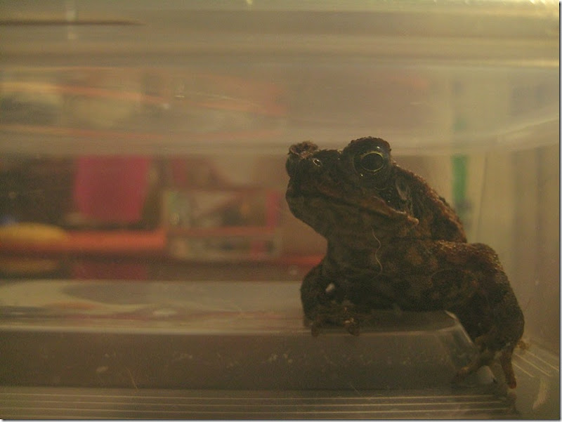 800toad