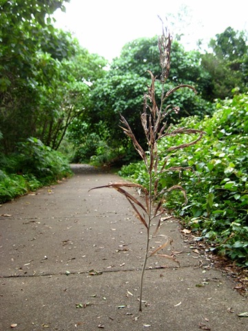 [800twig[3].jpg]