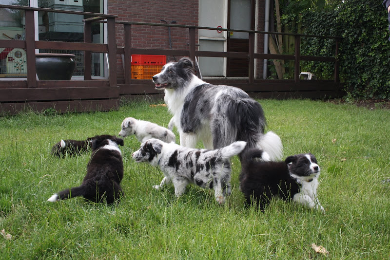 Arrigo en kroost
