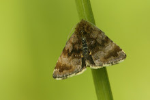 Pyrausta