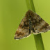 Pyrausta