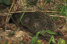 Egel
