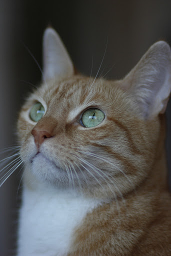 IMAGE: http://lh5.ggpht.com/_kjJaNzHgeY0/SvbS3thAP3I/AAAAAAAAInY/2yA7ymHZLis/Frits%201024.jpg