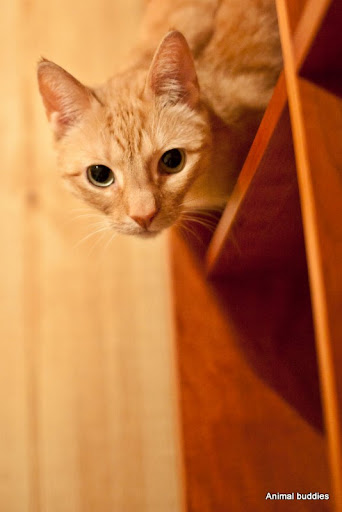 IMAGE: http://lh5.ggpht.com/_kjJaNzHgeY0/TTV30Q9uTDI/AAAAAAAAPN4/rCJtoiAsks8/s512/IMG_0327-13.jpg