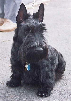 [Scottie[4].jpg]