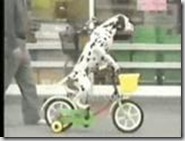 perro ciclista