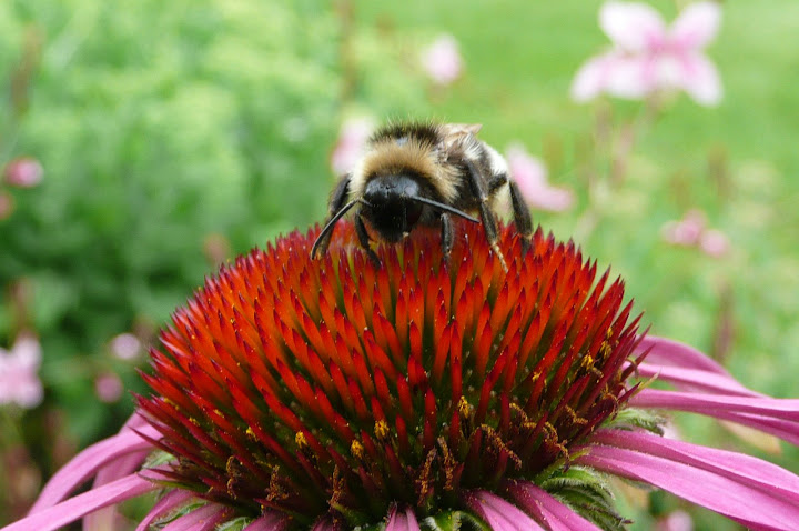 Blue's Bee