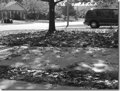 2008_11090001