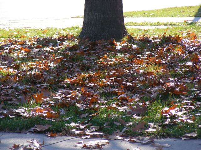 [2008_110900022.jpg]