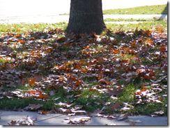 2008_11090002