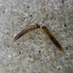 A. Schlammfliegenlarve Förchensee Neu 2..JPG