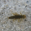 Steinfliegenlarve Leuctra 1 Mosalb.jpg