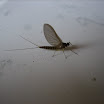 IMG_1936.JPG