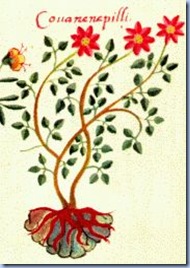 badianusmanuscriptdahlia1542 badianusmanuscriptdahlia1542