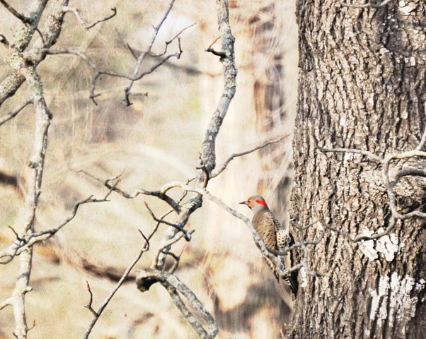 [woodpecker[5].jpg]