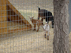 Mom's Baby Goats