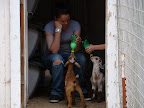 Kendra feeding a baby goat
