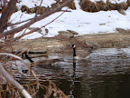 Zoom on the geese again