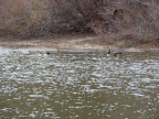 More geese