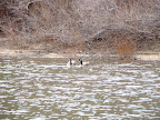 Geese