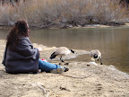 Goose butt