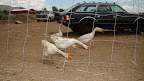 The geese posse