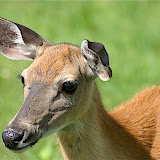  &ndash; Parque Omega - Bambi