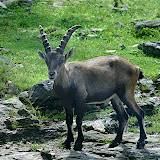  &ndash; Parque Omega - Cabra montesa