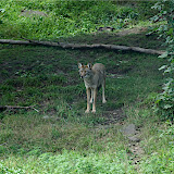  &ndash; Parque Omega - Coyote
