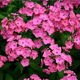  &ndash; Flores en Quebec