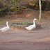 DSC02988.JPG