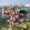 Calotropis gigantea
