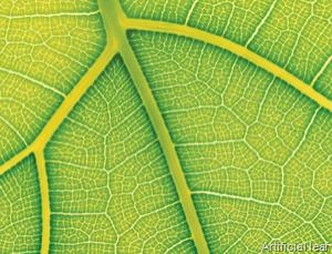 [2010_02_08 - Biomimicry scientists make artificial leaf to split water and generate hydrogen with light[5].jpg]