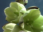 Yucca Flowers