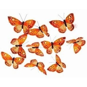 [10 butterflys[20].jpg]