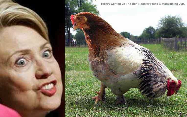 hillary-vs-chicken-rooster-freak