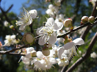 Click to enlarge 梅花