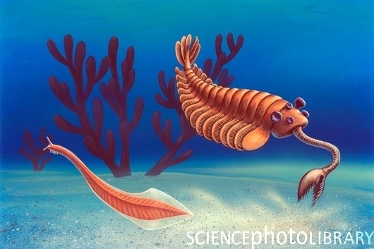 [E442723Cambrian_animals_artworkSPL3.jpg]
